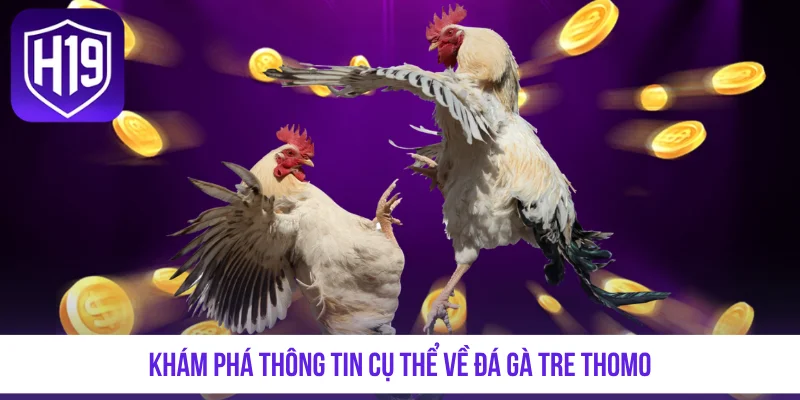 Khám phá thông tin cụ thể về đá gà tre Thomo